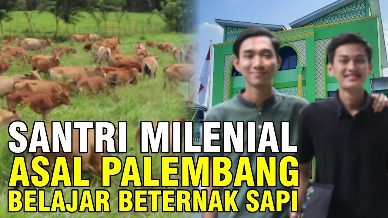 
                                 Santri-Palembang-Beternak-Sapi